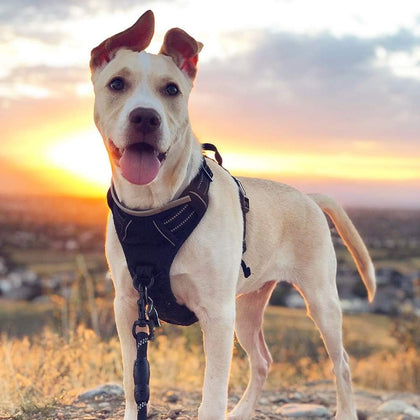 No-Pull Reflective Dog Harness