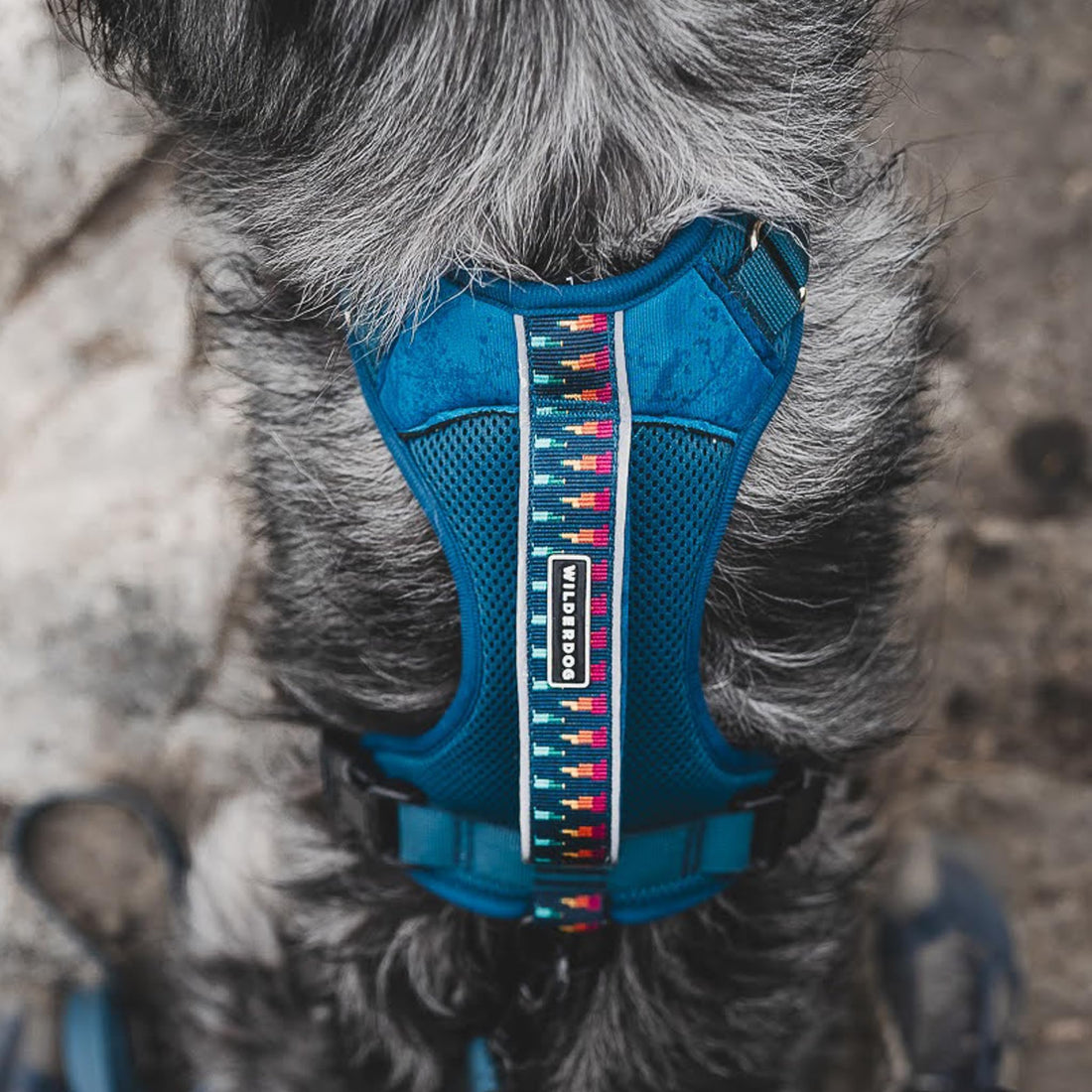 Reflective Dog Harness - Pacific Blue M