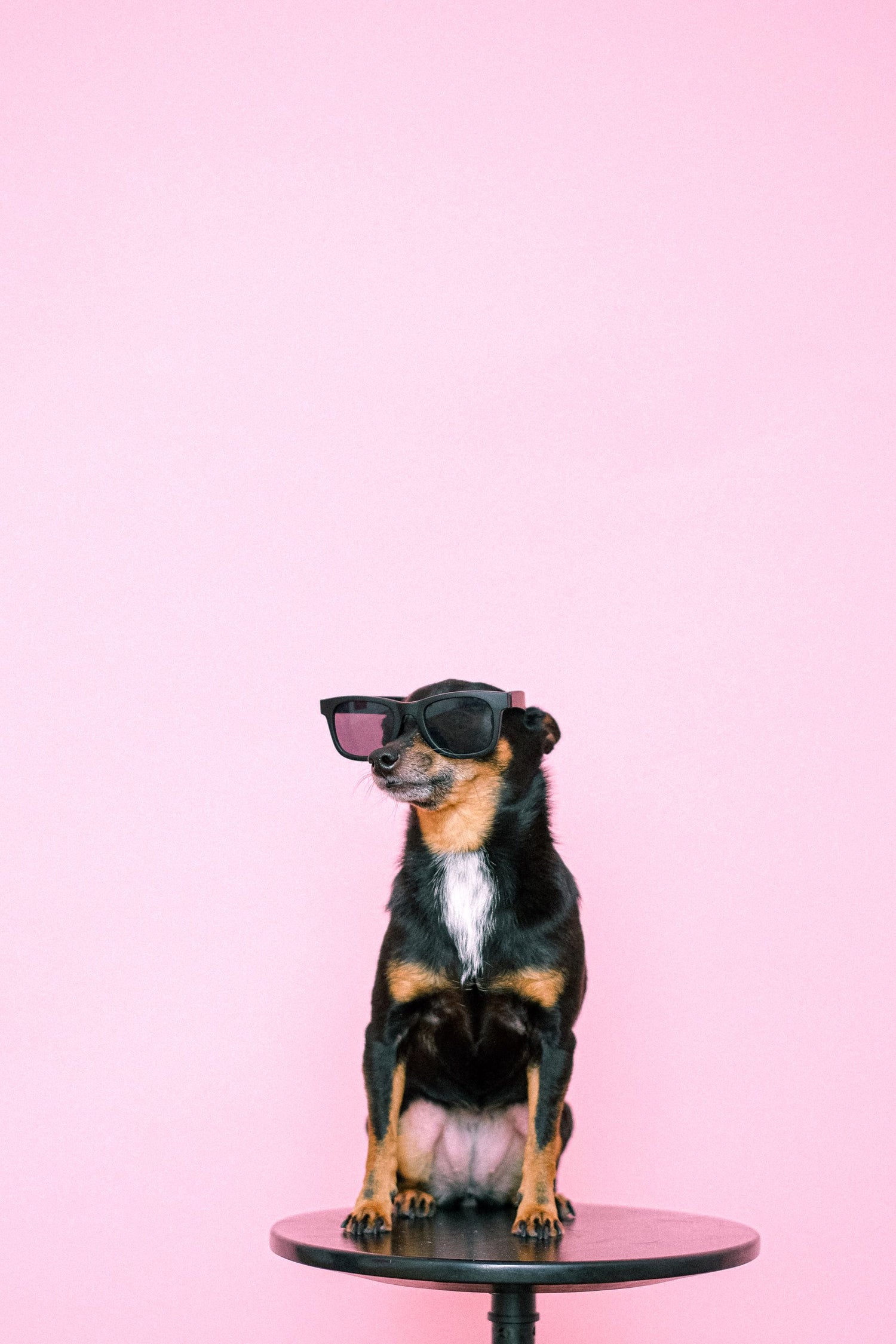 Guidance for everyday pet gear.